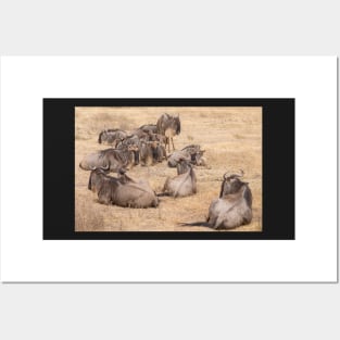 Wildebeest (Ngorogoro Crater) #4 Posters and Art